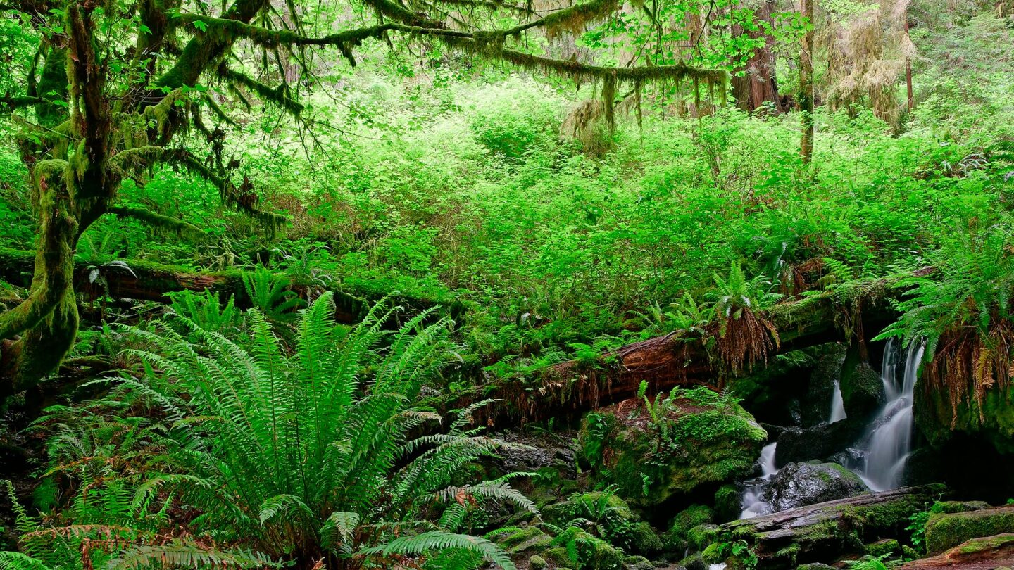 Trillium Falls, Redwood Natl Park