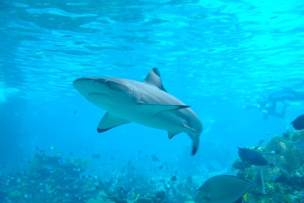 sharkattack