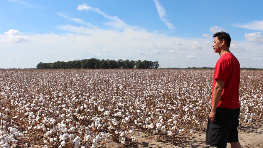Baldwin Chiu surveys the cotton fields in Mississippi.