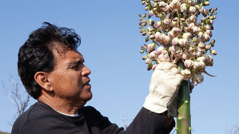 Abe Sanchez harvests yucca flowers