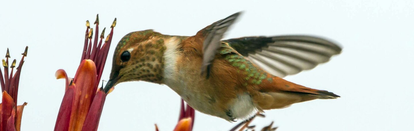 Allen's Hummingbird