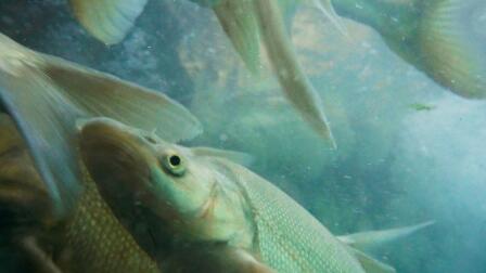 Tag, You're It: Tracking the Grand Canyon's Toughest Fish