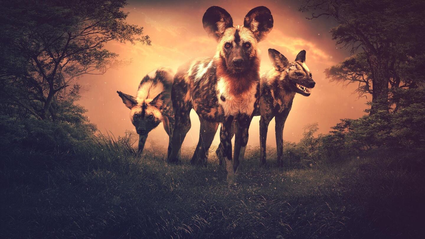 A graphic depicting wolf-like animals from Mozambique’s Gorongosa National Park. | From "NOVA: Nature's Fear Factor"