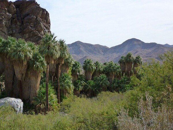 A view from within Andreas Canyon, one of the canyons in Indian Canyons.
