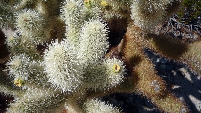 Close-up of a Cholla cactus.