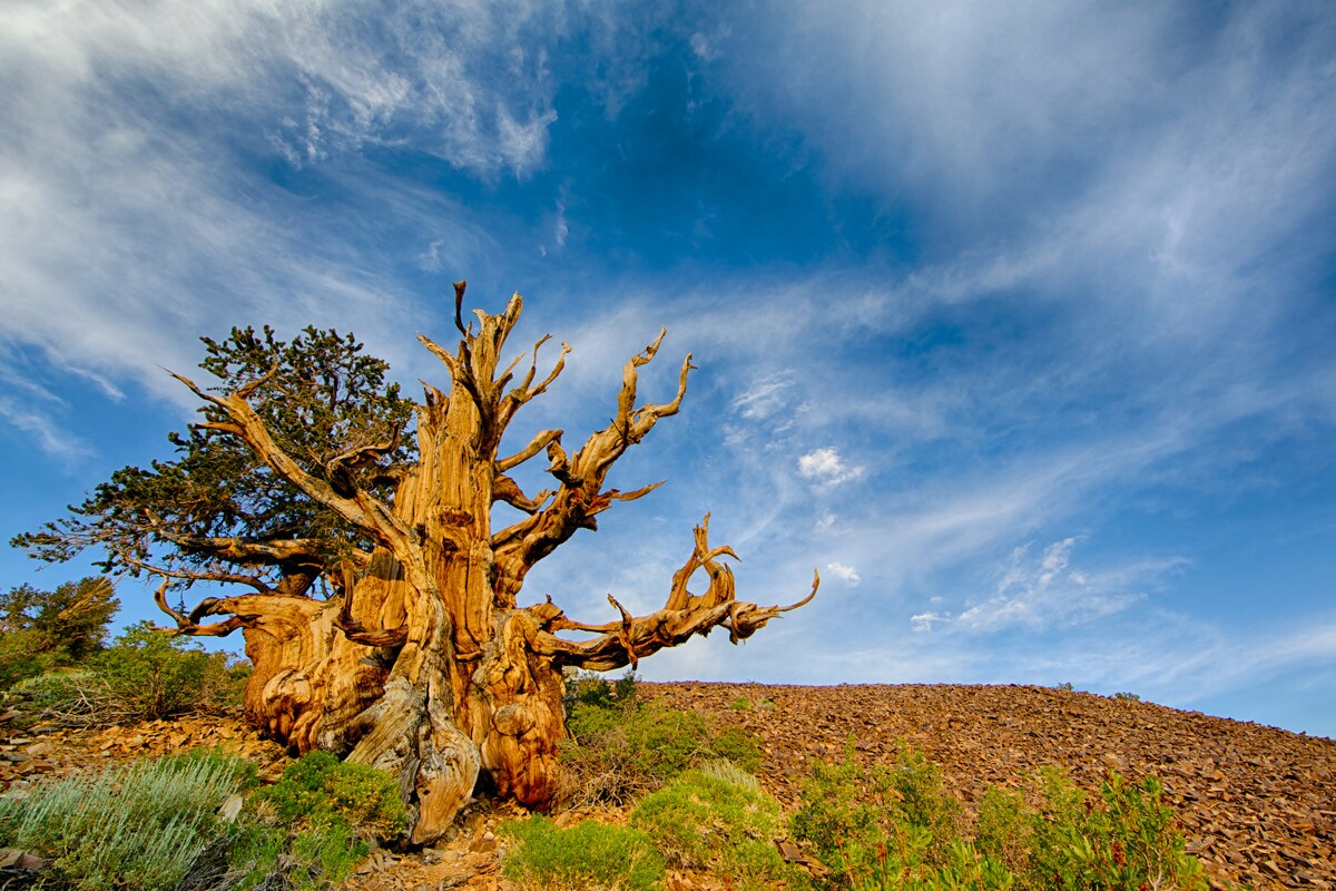 Bristlecone Pine | Chao Yen/Flickr