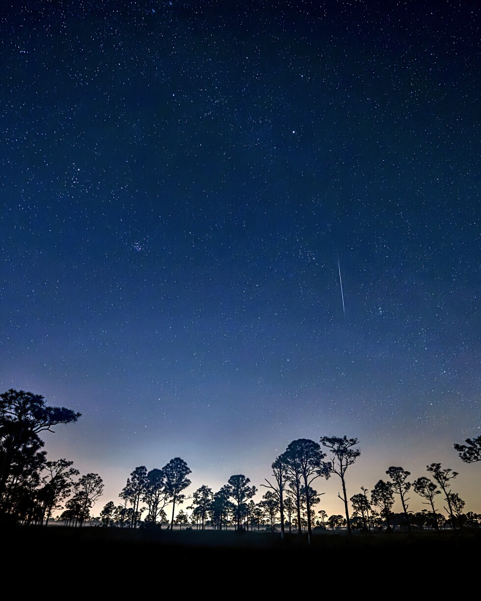 Geminid Meteor Shower in Fred C. Babcock/Cecil M. Webb Wildlife with trees silhouetted.