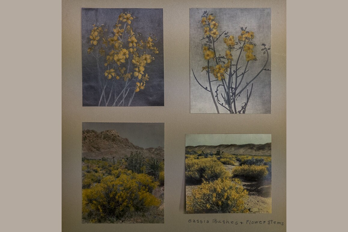 Botanist Mary Beal's hand-colored photographs