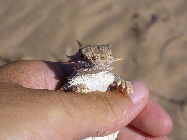 flat-tail-2-2-12-15-thumb-630x472-87988
