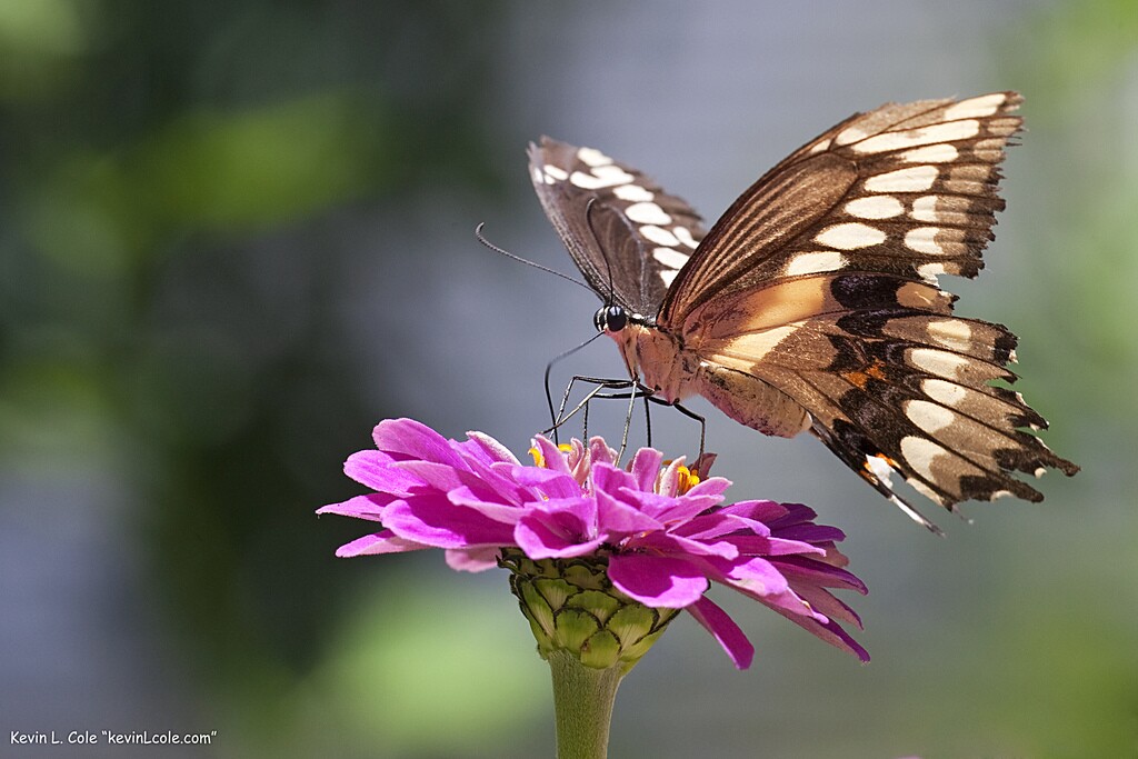 natural-history-butterfly-4-29-16.jpg