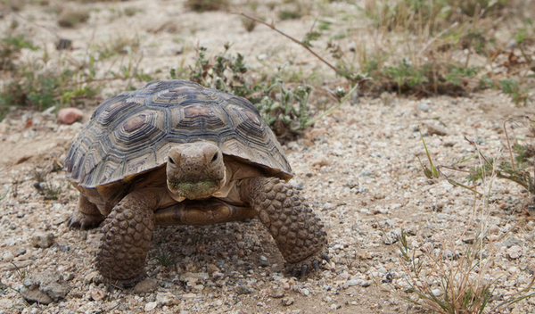 tortoisebaby