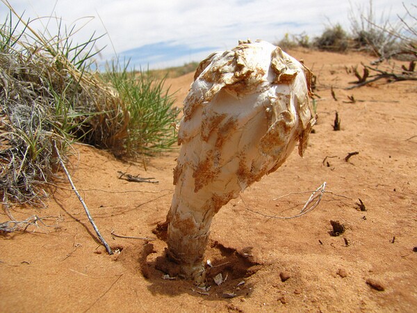 desert-mushroom-9-19-14-thumb-600x450-81016