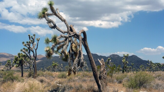 Joshua Trees in Cottonwood Springs.