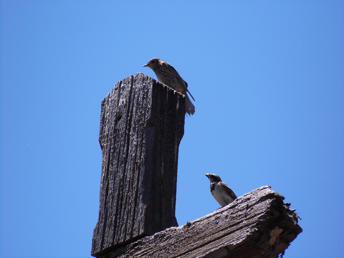 swallow