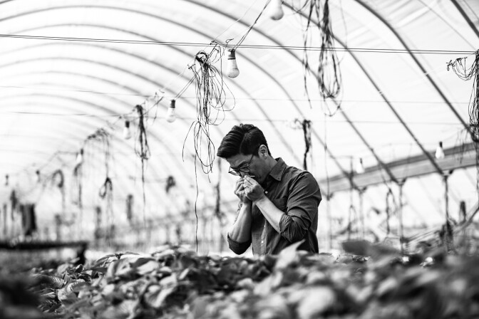 Aaron Choi smells a piece of perilla crop inside a greenhouse.
