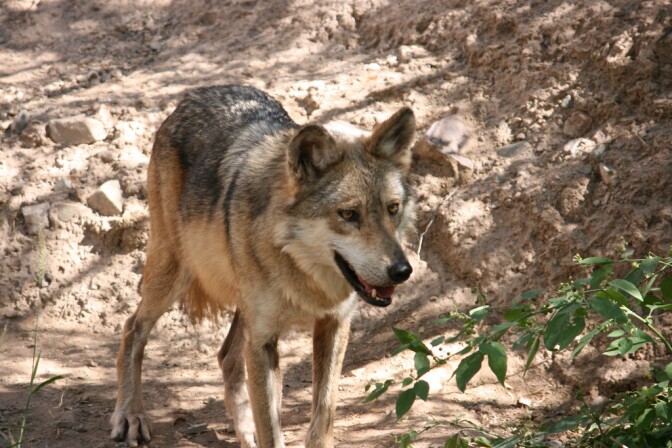 mex-wolf-3-4-16.jpg