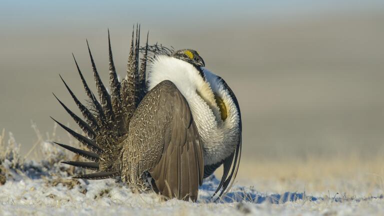 The Sagebrush Sea - Preview 