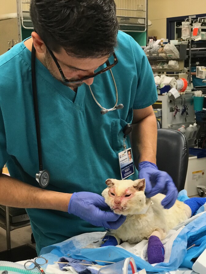 Veterinarian examines cat with burns on face | Courtesy UC Davis School of Veterinary Science