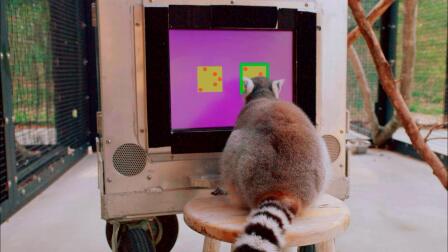 Can Lemurs Count?