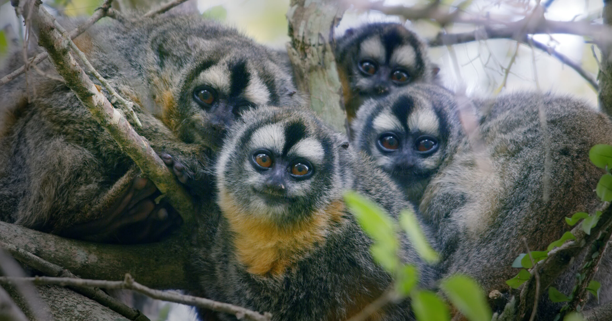 Watch Preview Preview of Primates Episode Two 