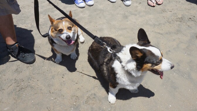 corgi_3