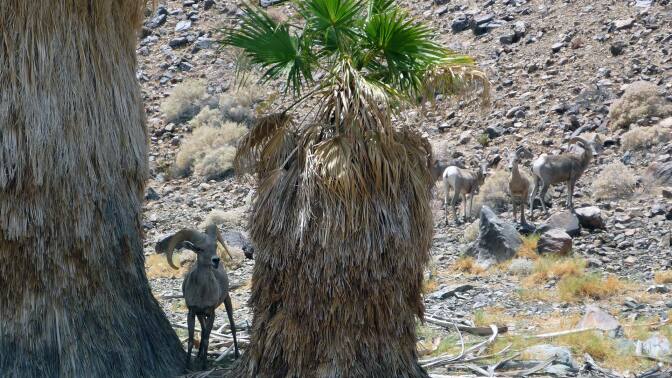 desert bighorn sheep