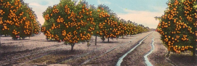 Orange grove