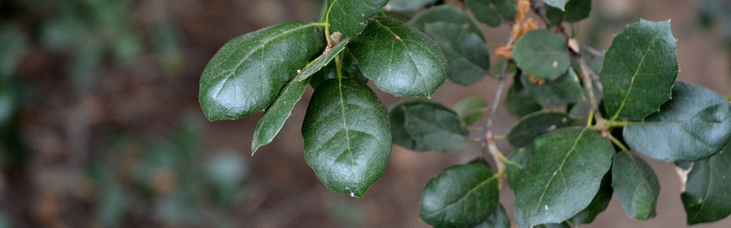 live-oak-primary-4-16-16.jpg