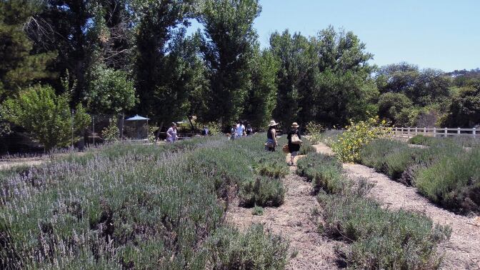 frog creek farm