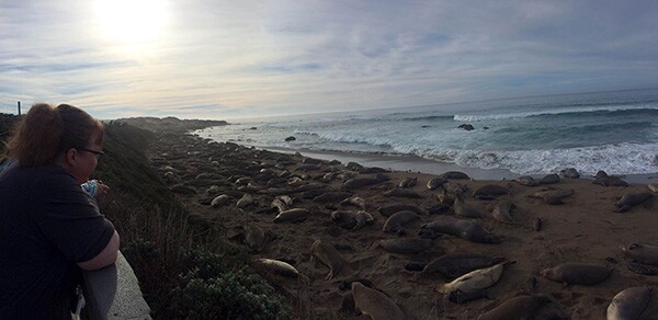 A visitor to Piedra Blancas checks out the elephant seals. | Photo: Zach Behrens