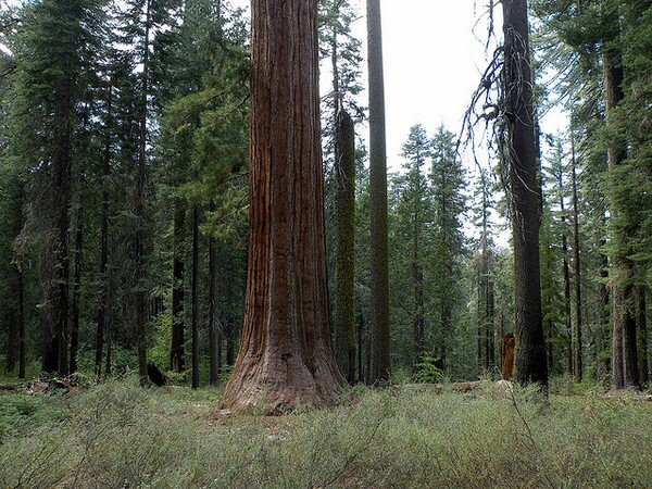 old-rtrees-climate-change-1-115-14-thumb-600x450-66980