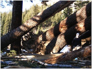 Downed trees | Photo: Courtesy Inyo National Forest