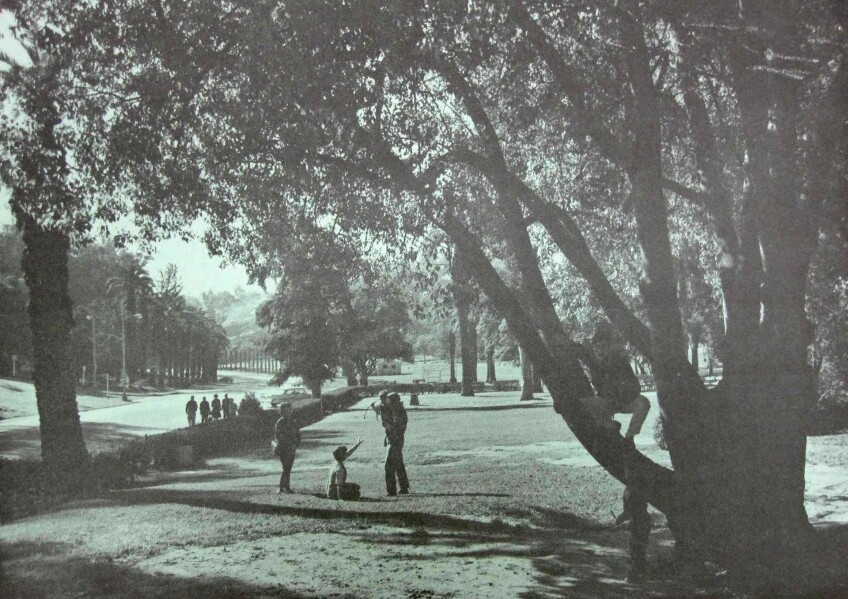 Photograph of Elysian Park, showing area that would have be destroyed by the convention center, including the historic Avenue of the Palms.