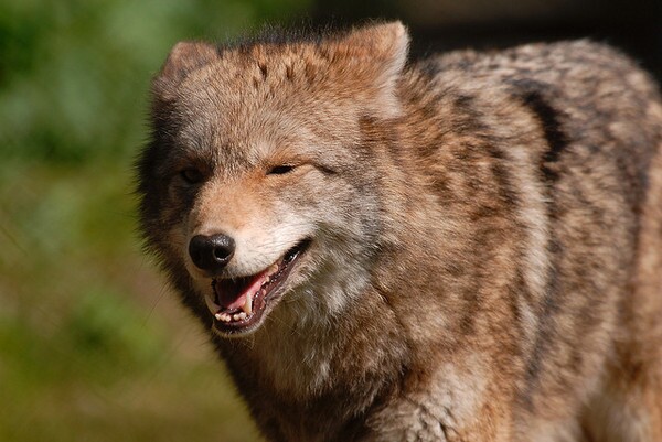 coyote-ban-contest-2-5-14-thumb-600x401-68116