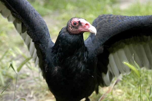 Turkey vultures can be seen during the Bird Fest's live bird presentation | Photo: Nature of Wildworks
