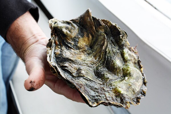 KCET_oysters5