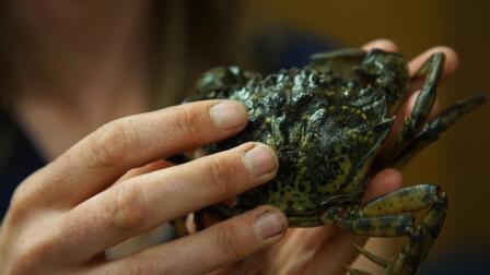 Invasive crab species