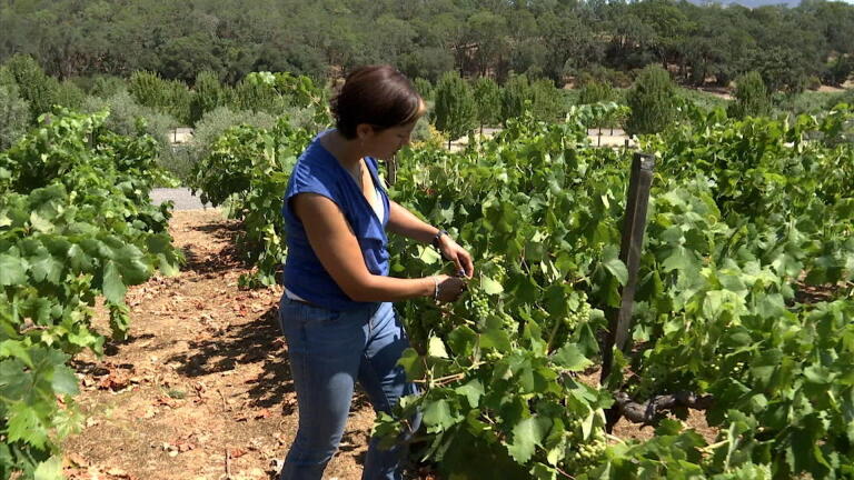California Winemakers Work to Benefit the Environment