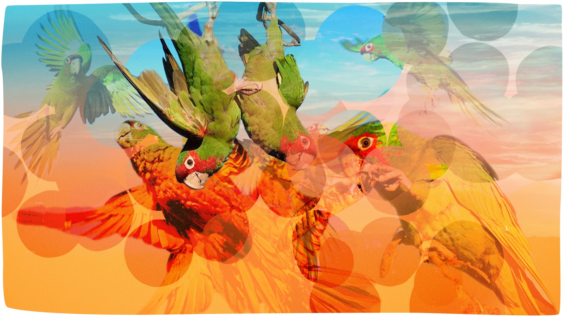 A graphic of flying parrots.