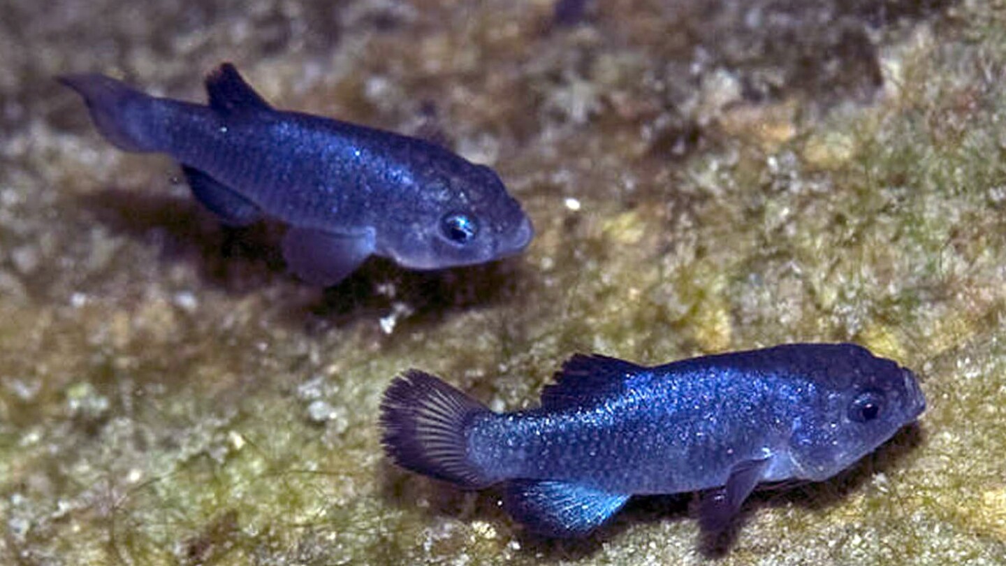 devils-hole-pupfish-3-21-16.jpg