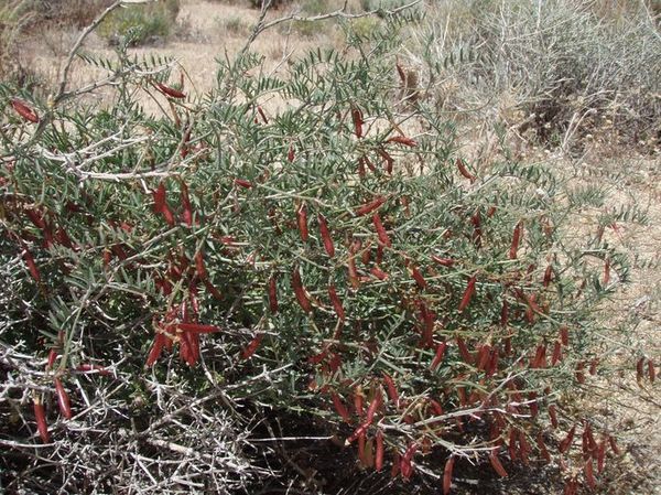 lane-mountain-milkvetch-stil-endangered-5-5-14-thumb-600x449-73446