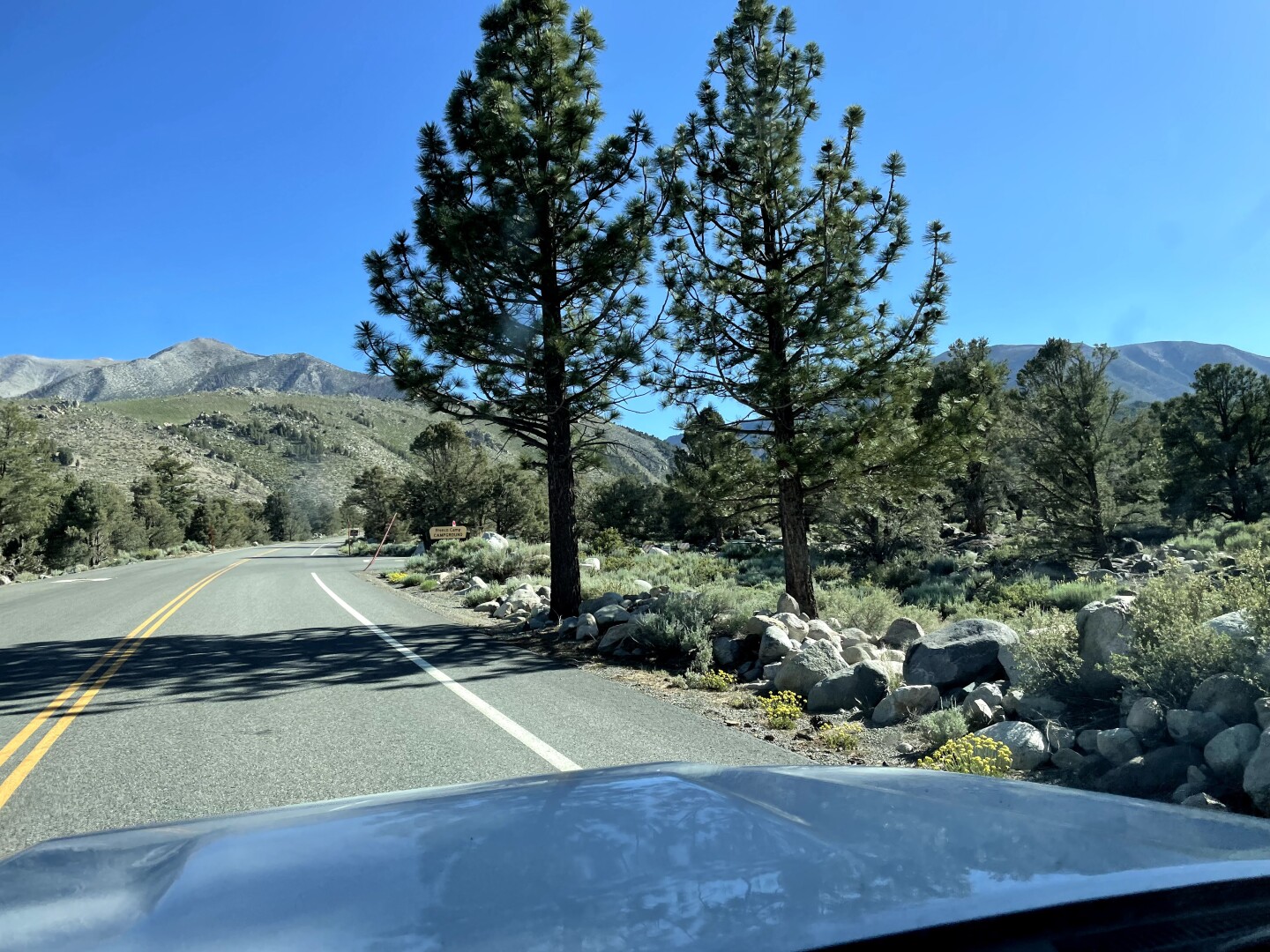 A freeway with two tall trees showing on the side.