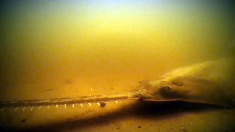 Saving Sawfish - Trailer
