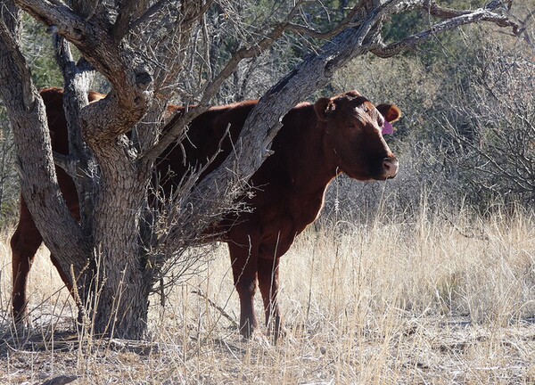 cattle-grazing-4-28-14-thumb-600x432-73166