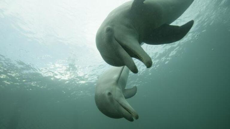 Ocean Giants: Deep Thinkers