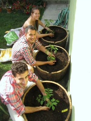 Tomatoes2