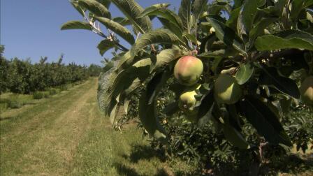 New York Apple Harvest