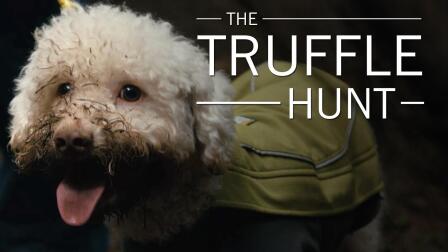 The Truffle Hunt