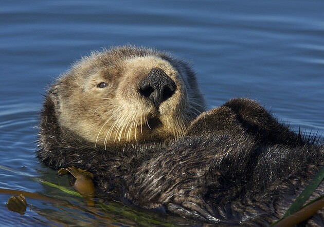 sea-otter-10-6-15-thumb-630x443-97962