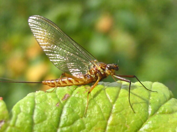 mayfly_on_leaf.jpg